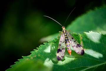Gemeine Skorpionsfliege ( Panorpa communis ).