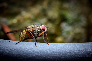 Fliege ( Phaonia spec. ).