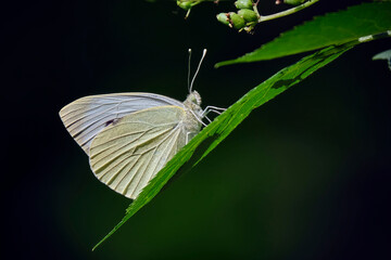 Kleiner Kohlweißling ( Pieris rapae ).