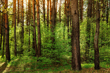 Fototapeta na wymiar Sunset or dawn in a pine forest in spring or early summer.