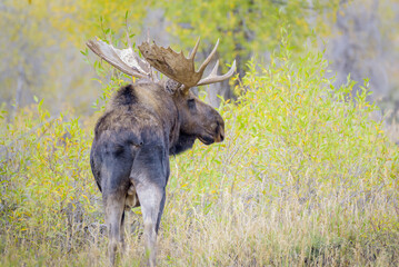 Bull moose in yellow fall forest in Grand Teton National Park