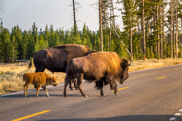 Herd of bison blocking road in Yellowstone National Park