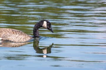 Obraz premium Canada Goose in Yellowstone National Park