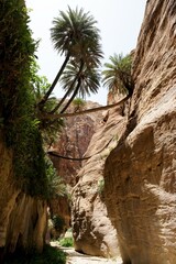 Fototapeta na wymiar Dana Biosphere Reserve in Jordan. Amazing rocks and big palms in Wadi Ghuweir Canyon .