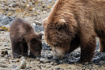 Mutter mit Baby, auch Spring Cub genannt, bei der Suche nach Claim Muscheln, der Hauptnahrung in der  Zeit vor der Lachsmigration