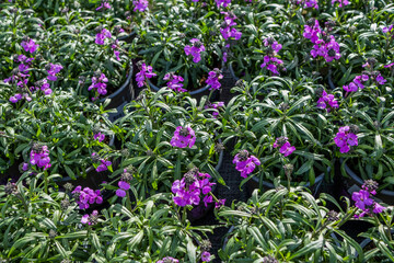 Fototapeta premium garden centre