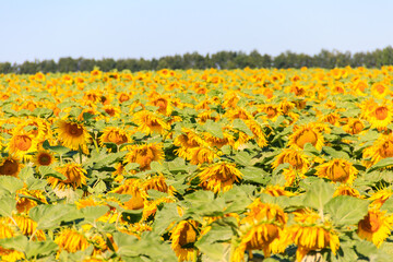 View of beautiful sunflower field at summer