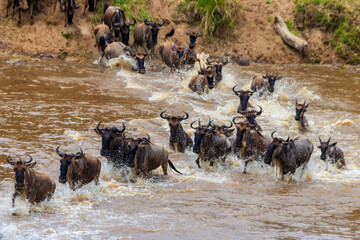 Wildebeest crossing the Mara river in Serengeti national park, Tanzania. Great migration