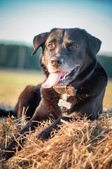 Beautiful thoroughbred black labrador on a walk in the autumn park.