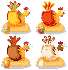 Cute chicken laying eggs