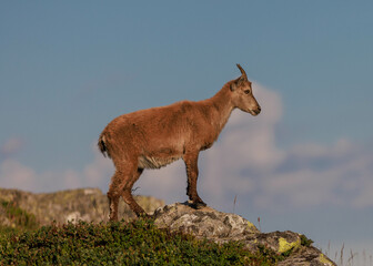 Alpensteinbock (Capra ibex) oder Gemeiner Steinbock