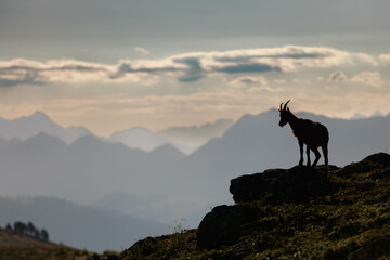 Alpensteinbock (Capra ibex) oder Gemeiner Steinbock
