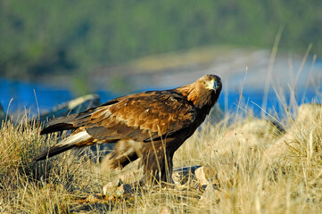 golden eagle in the mountains of Avila. Avila.Spain