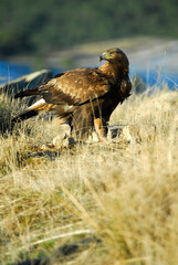 golden eagle in the mountains of Avila. Avila.Spain