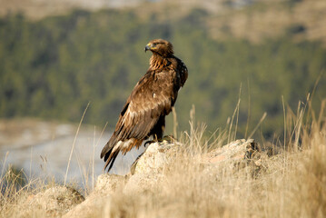 golden eagle in the mountains of Avila. Avila.Spain