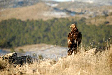 golden eagle in the mountains of Avila. Avila.Spain
