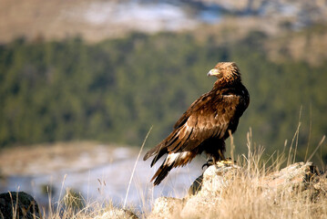 golden eagle in the mountains of Avila. Avila.Spain