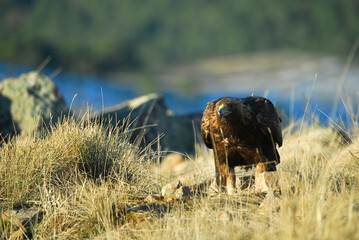 golden eagle in the mountains of Avila. Avila.Spain