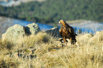 golden eagle in the mountains of Avila. Avila.Spain