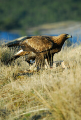 golden eagle in the mountains of Avila. Avila.Spain