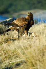 golden eagle in the mountains of Avila. Avila.Spain
