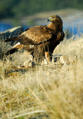 golden eagle in the mountains of Avila. Avila.Spain