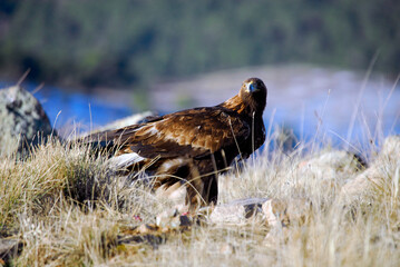 golden eagle in the mountains of Avila. Avila.Spain