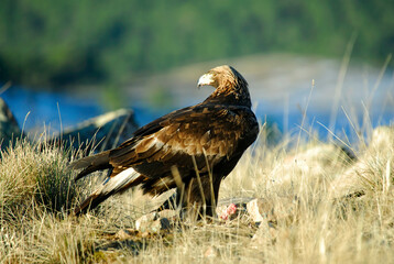 golden eagle in the mountains of Avila. Avila.Spain