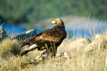 golden eagle in the mountains of Avila. Avila.Spain