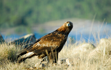 golden eagle in the mountains of Avila. Avila.Spain