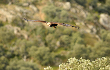 golden eagle in the mountains of Avila. Avila.Spain