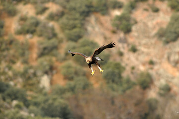 golden eagle in the mountains of Avila. Avila.Spain