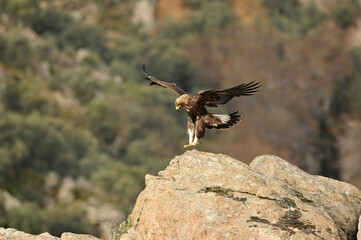 golden eagle in the mountains of Avila. Avila.Spain