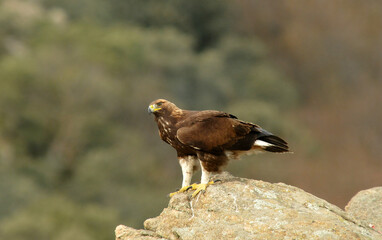 golden eagle in the mountains of Avila. Avila.Spain