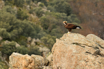golden eagle in the mountains of Avila. Avila.Spain