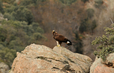 golden eagle in the mountains of Avila. Avila.Spain