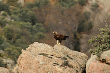 golden eagle in the mountains of Avila. Avila.Spain