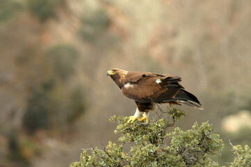 golden eagle in the mountains of Avila. Avila.Spain