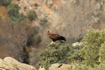 golden eagle in the mountains of Avila. Avila.Spain