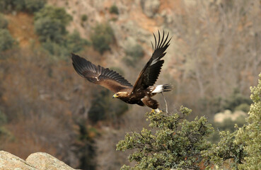 golden eagle in the mountains of Avila. Avila.Spain
