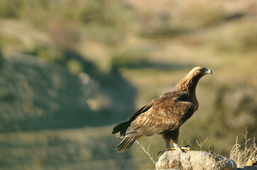 golden eagle in the mountains of Avila. Avila.Spain