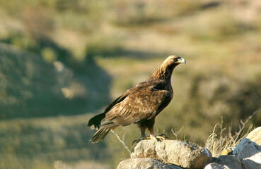 golden eagle in the mountains of Avila. Avila.Spain