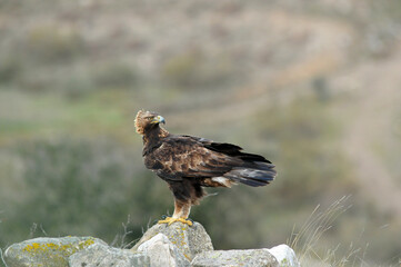 golden eagle in the mountains of Avila. Avila.Spain