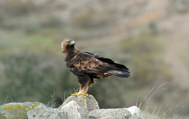 golden eagle in the mountains of Avila. Avila.Spain