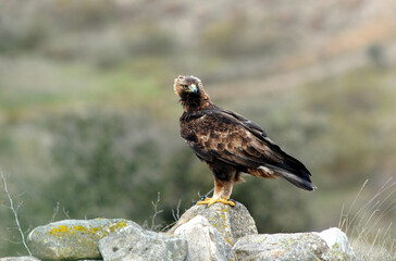 golden eagle in the mountains of Avila. Avila.Spain