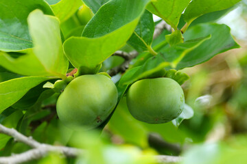 Branch of a tree that grows a young greenfruitful persimmon. Close up macro photography.