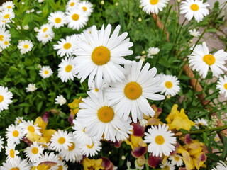 Fototapeta premium Garden white daisies on a green background. Daisies in summer in sunny weather.