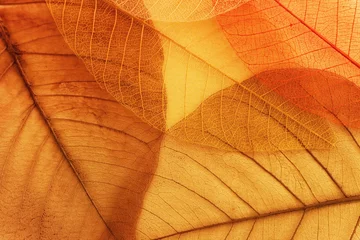Fotobehang Transparante en delicate bladeren over oude achtergrond © tomertu