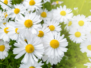 Obraz premium White daisies in the green grass in the meadow. Close-up of summer flowers in the rays of sunlight.