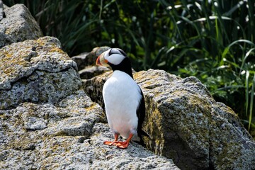 Porträt eines horned Puffins